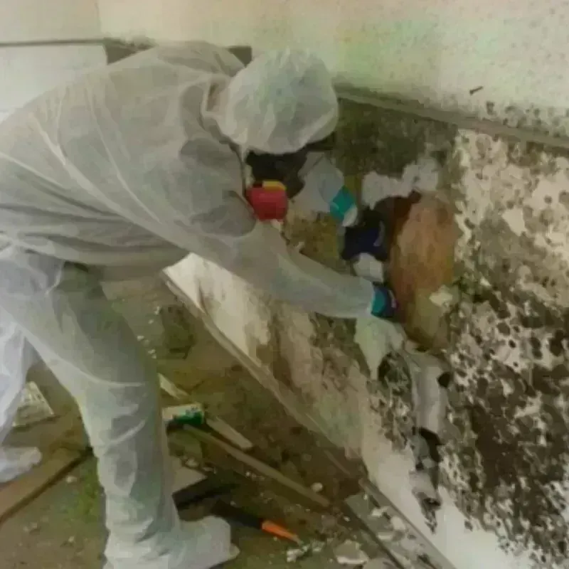 Mold Remediation and Removal in Saint George, ME